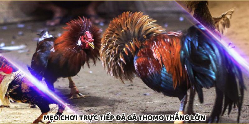 Áp dụng mẹo thực chiến giúp thắng lớn khi cá cược đá gà Thomo