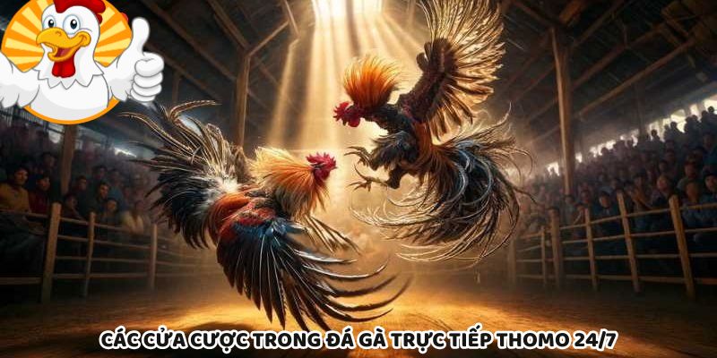 Các cửa cược Meron, Wala, BDD trong đá gà Thomo 24/7