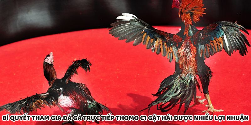 Chiến lược cá cược giúp tăng lợi nhuận khi đá gà Thomo C1