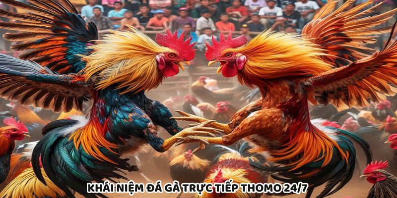 Đá gà Thomo 24/7 phát sóng liên tục, cá cược mọi thời điểm