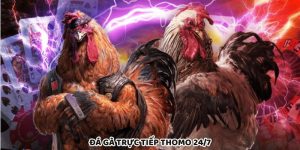 Đá Gà Trực Tiếp Thomo 24/7 Tỷ Lệ Thắng Cược Cao Hơn