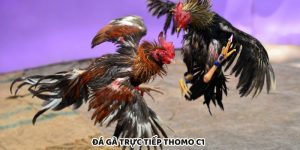 Đá Gà Trực Tiếp Thomo C1 Phát Sóng Chuẩn Chất Lượng HD