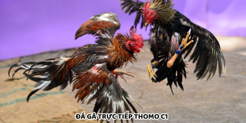 Đá Gà Trực Tiếp Thomo C1 Phát Sóng Chuẩn Chất Lượng HD