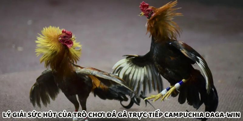 Daga-Win hấp dẫn nhờ đá gà truyền thống kết hợp công nghệ