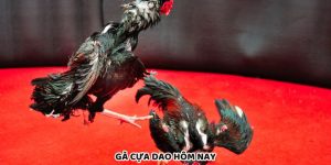 Gà Cựa Dao Hôm Nay Cập Nhật Bảng Kèo Mới Nhất 2025