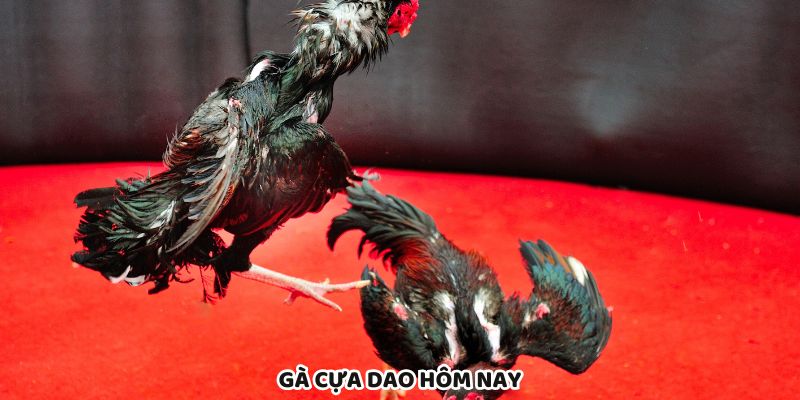 Gà Cựa Dao Hôm Nay Cập Nhật Bảng Kèo Mới Nhất 2025