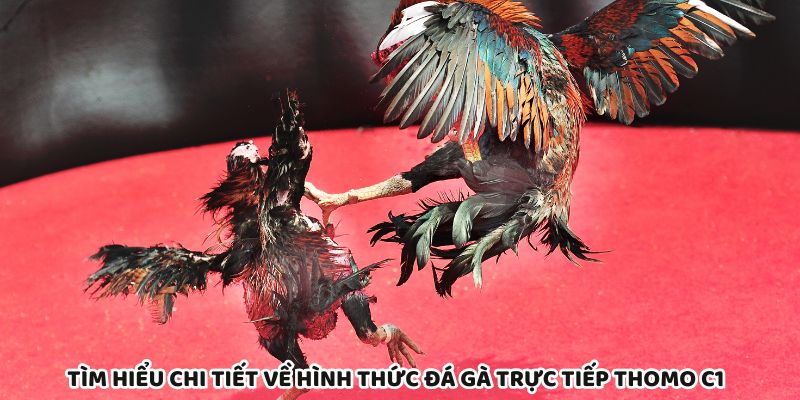 Khám phá chi tiết hình thức cá cược đá gà trực tiếp Thomo C1