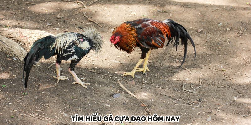 Khám phá gà cựa dao hôm nay, hình thức đá gà tốc độ cao
