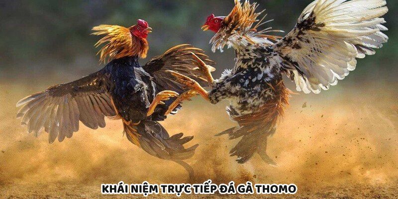 Khám phá hình thức trực tiếp đá gà Thomo chuẩn chuyên nghiệp