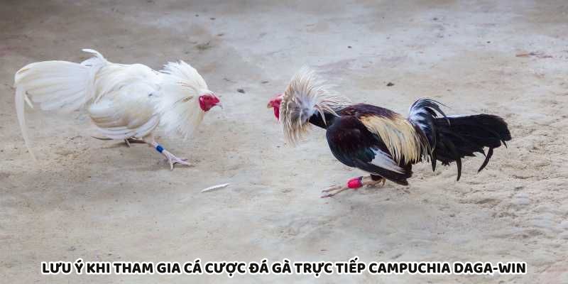 Lưu ý quan trọng khi cá cược đá gà trực tiếp Daga-Win Campuchia