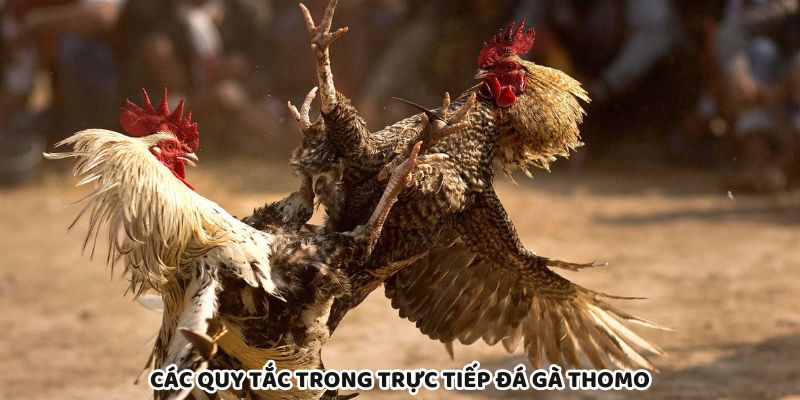 Nắm rõ quy tắc giúp cược thủ tự tin đặt kèo Thomo chuẩn xác