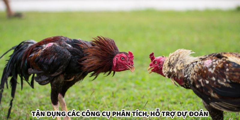 Phân tích, dự đoán AI giúp tăng tỷ lệ thắng cá cược Thomo C1