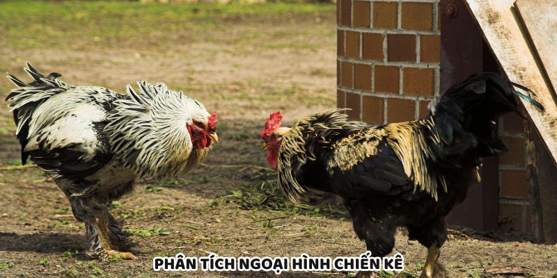 Quan sát ngoại hình chiến kê để chọn gà đá chuẩn Thomo C1