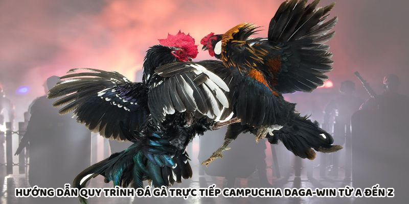 Quy trình đá gà Daga-Win Campuchia chi tiết từ A đến Z rõ ràng