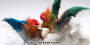 Trực Tiếp Đá Gà Thomo Thu Hút Đông Đảo Người Yêu Thích